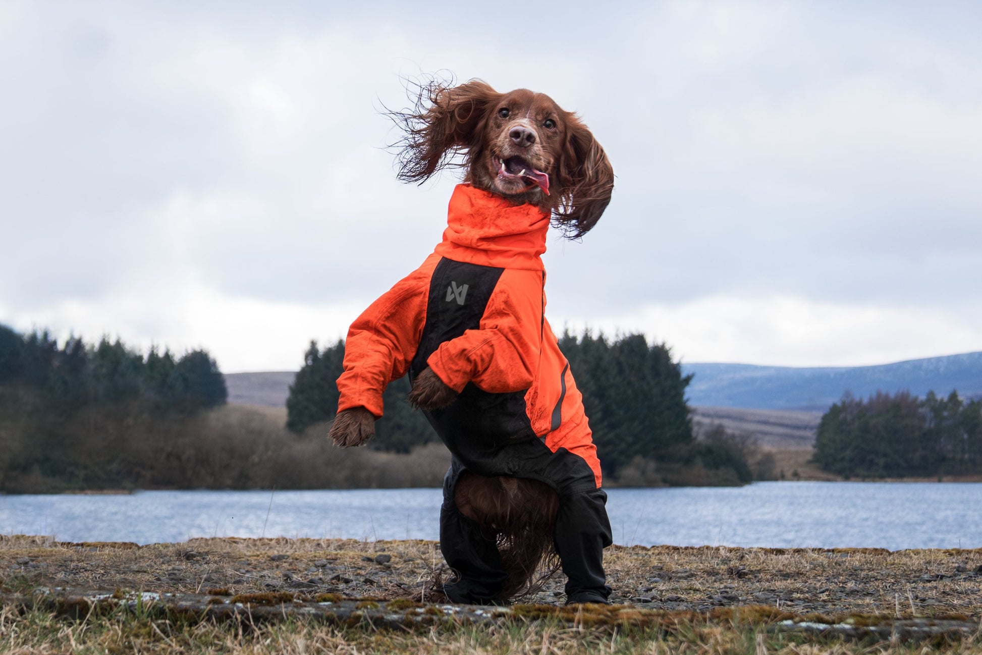 Lifestyle image of the Orange Fjord Overall, with a brown dog raised on their hind legs with their tongue out. River and trees in the background.