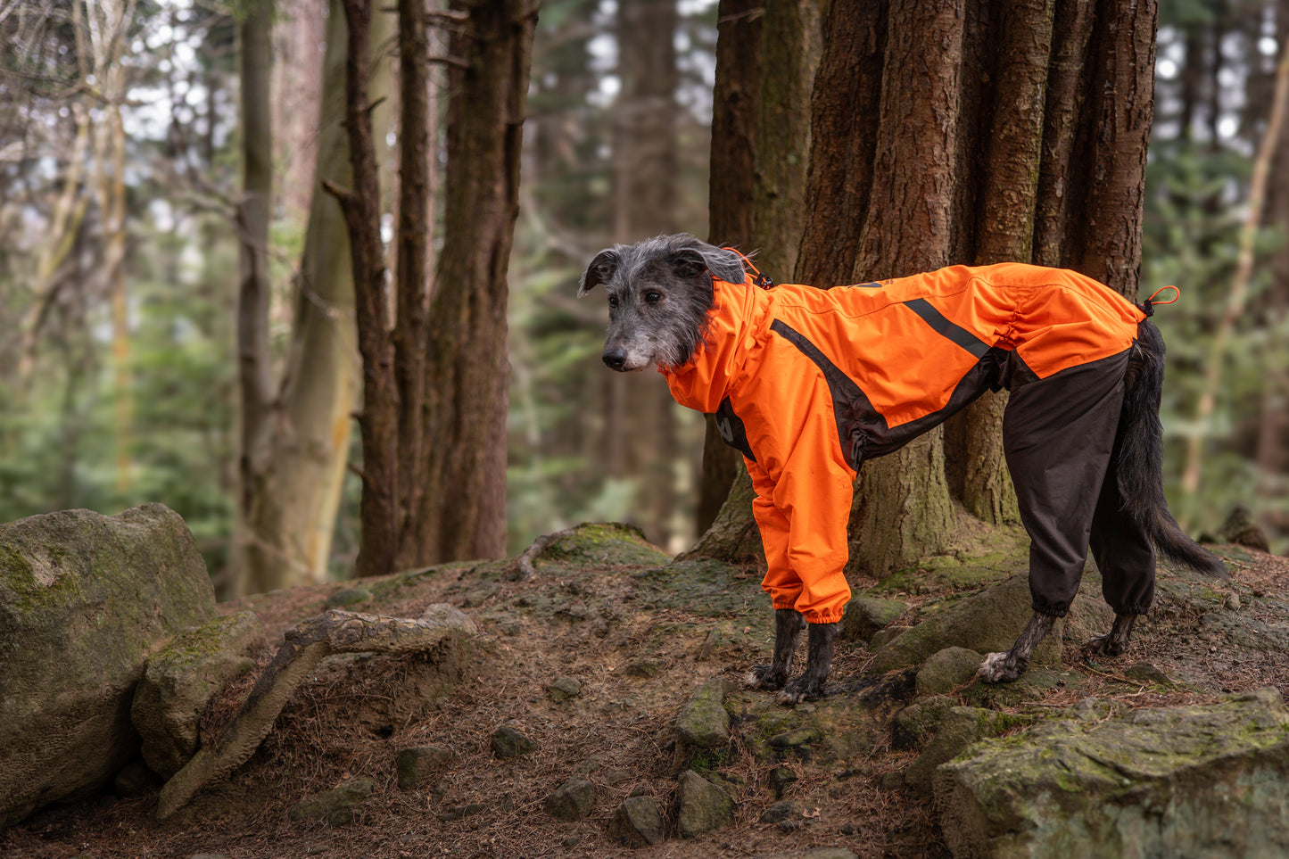 Lifestyle image of the Orange Fjord Overall, on a dog in a forest environment.