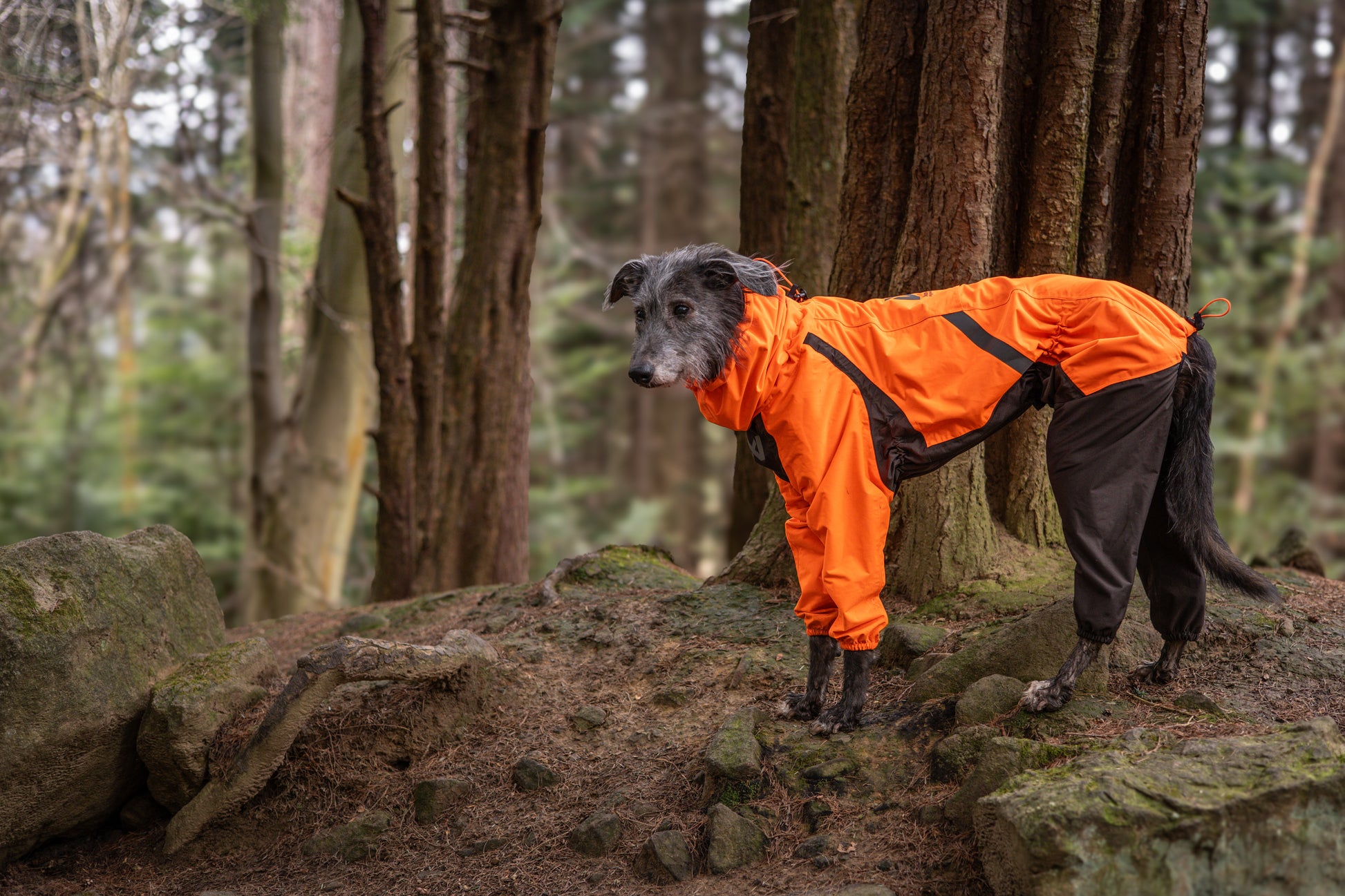 Lifestyle image of the Orange Fjord Overall, on a dog in a forest environment.