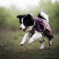 Lifestyle image of the Mauve Fjord Jacket 2.0 worn by a sheepdog playing in a woodland environment.