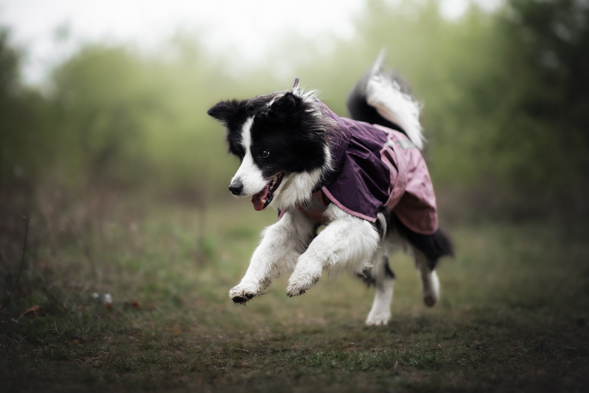 Lifestyle image of the Mauve Fjord Jacket 2.0 worn by a sheepdog playing in a woodland environment.