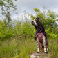 Lifestyle image of the Mauve Fjord Jacket 2.0 worn by spaniel, standing on a stump with a grass background.