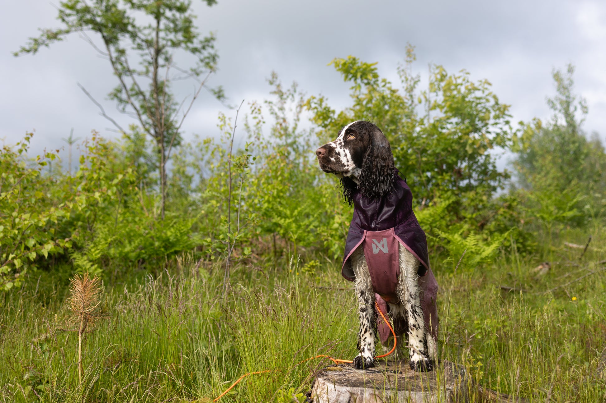 Lifestyle image of the Mauve Fjord Jacket 2.0 worn by spaniel, standing on a stump with a grass background.