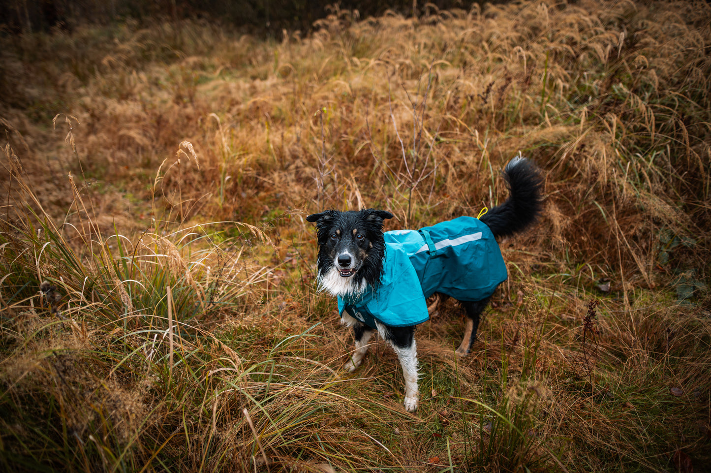 Lifestyle image of the Teal Fjord Jacket 2.0 worn by a black and white dog.