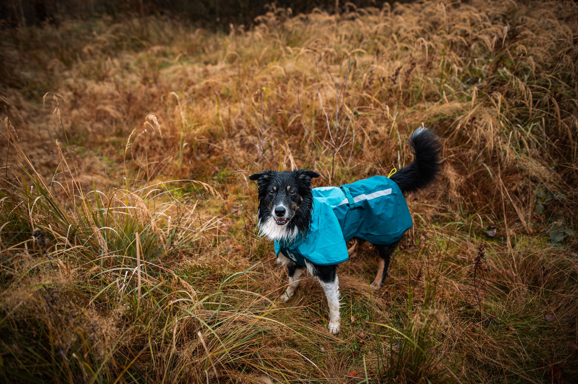 Lifestyle image of the Teal Fjord Jacket 2.0 worn by a black and white dog.