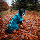Lifestyle image of the Teal Fjord Jacket 2.0 worn by a black and white dog, surrounded by leaves.