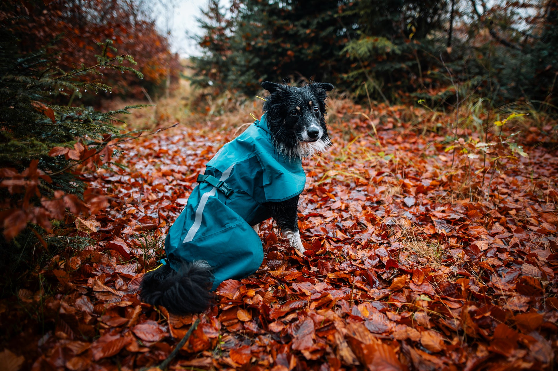 Lifestyle image of the Teal Fjord Jacket 2.0 worn by a black and white dog, surrounded by leaves.