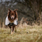 Lifestyle image of the Fjord Jacket 2.0 worn by a dog walking towards the camera.