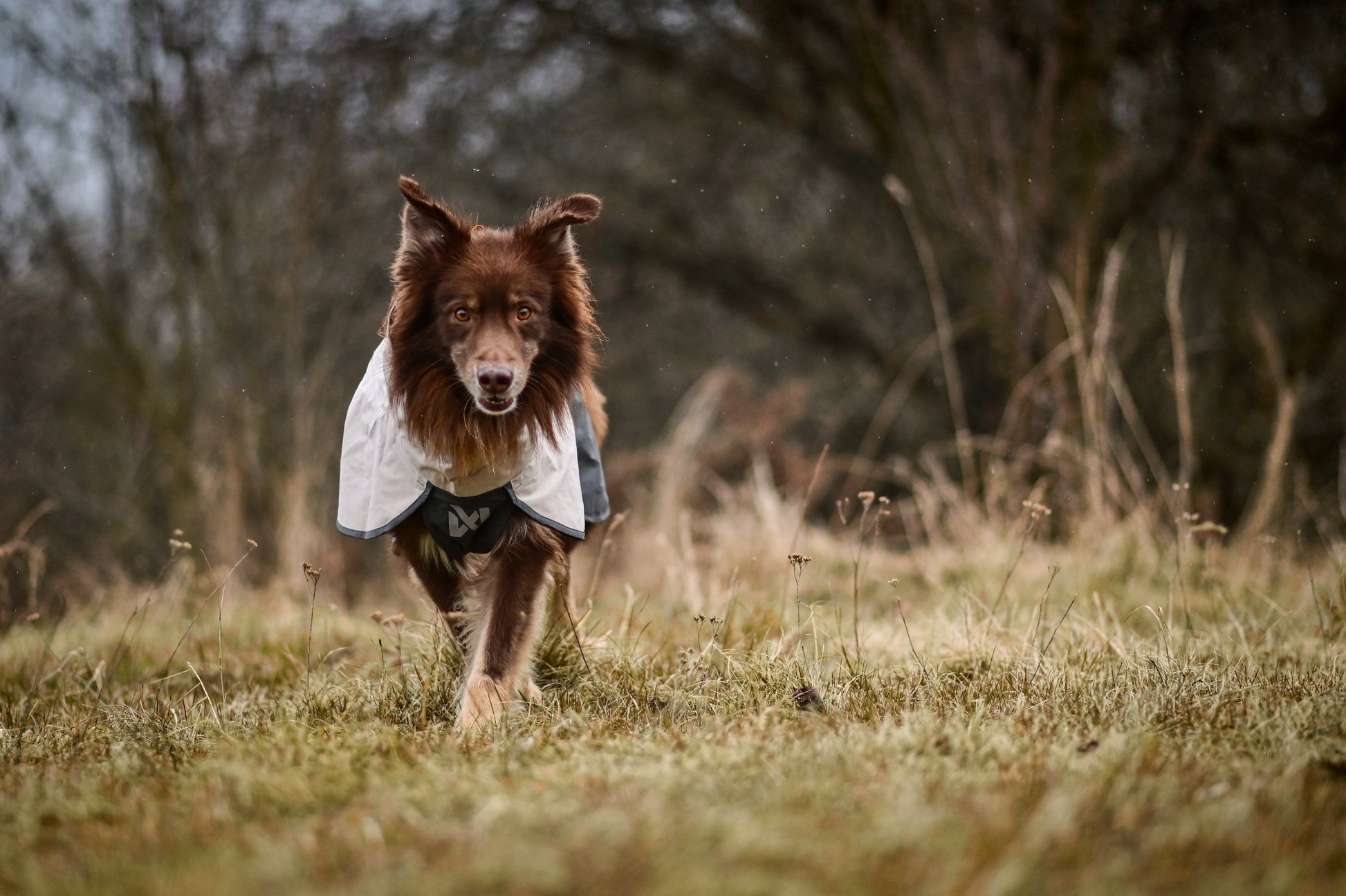 Lifestyle image of the Fjord Jacket 2.0 worn by a dog walking towards the camera.