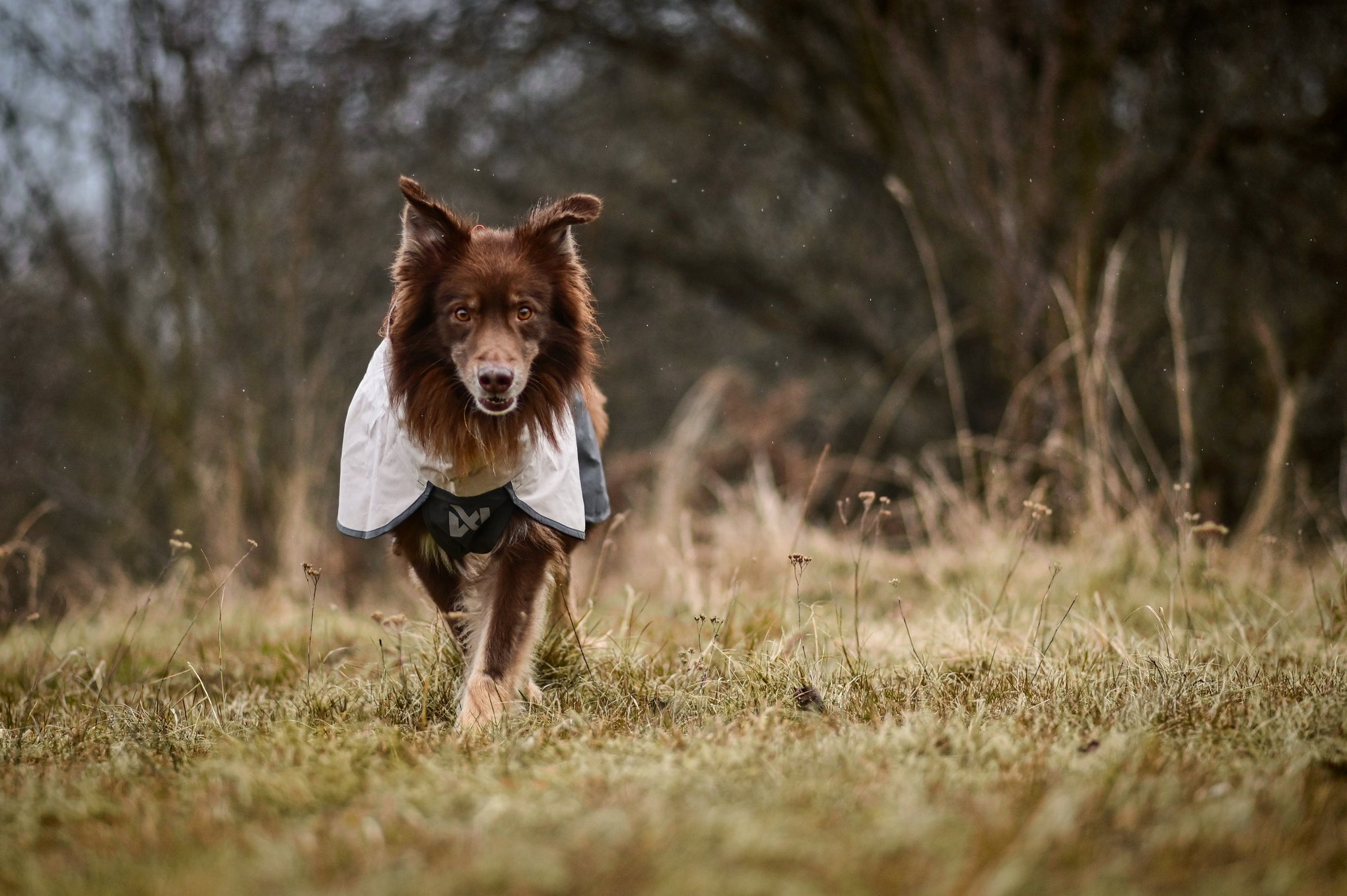 Lifestyle image of the Fjord Jacket 2.0 worn by a dog walking towards the camera.