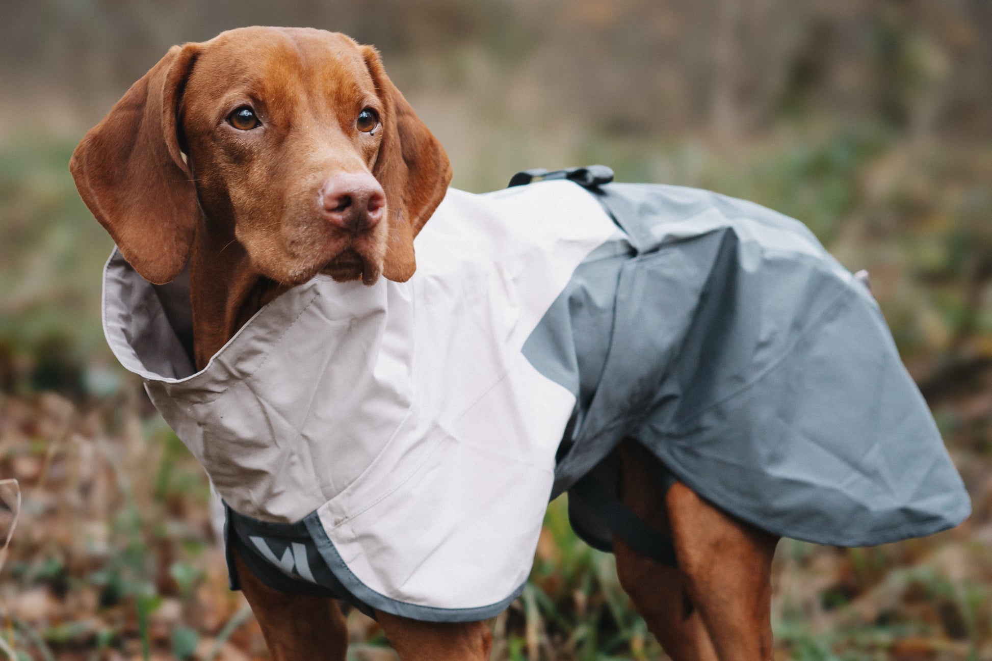 Lifestyle image of the Fjord Jacket 2.0 worn by a dog, in a grassy background.
