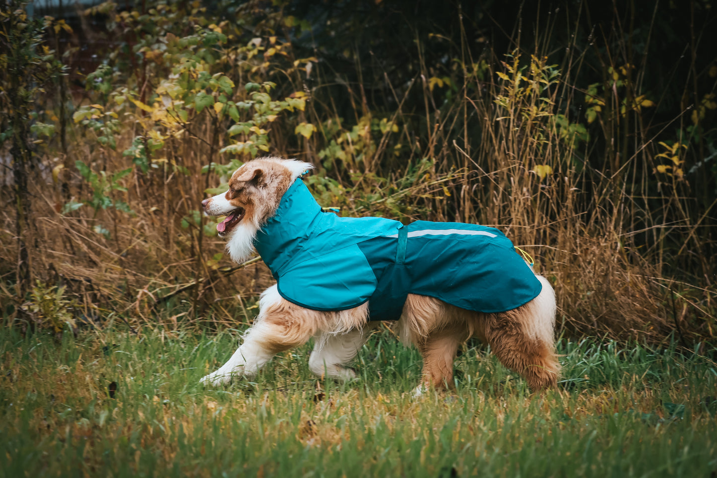 Lifestyle image of the Fjord Jacket 2.0 worn by a dog walking through grass.