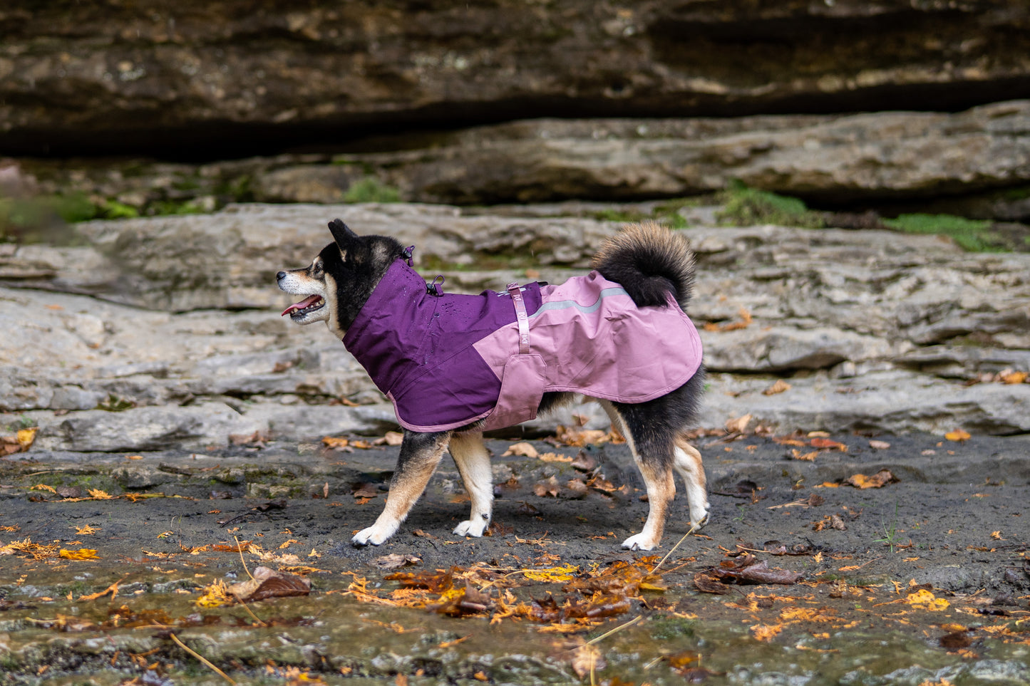 Lifestyle image of the Fjord Jacket 2.0 worn by a dog in a rocky environment.