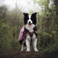 Lifestyle image of the Mauve Fjord Jacket 2.0 worn by a sheepdog with their tongue out, staring at the camera.
