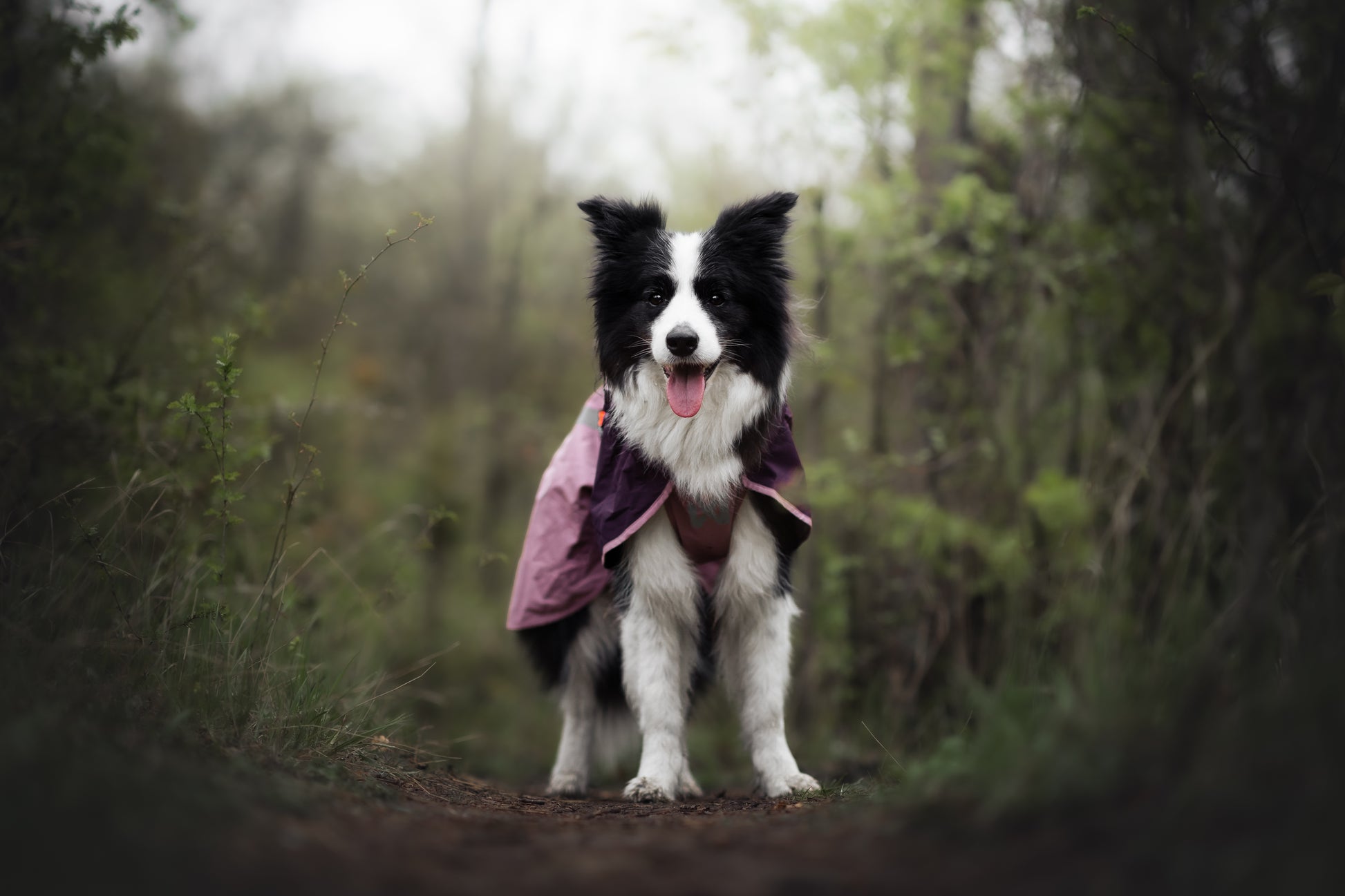 Lifestyle image of the Mauve Fjord Jacket 2.0 worn by a sheepdog with their tongue out, staring at the camera.