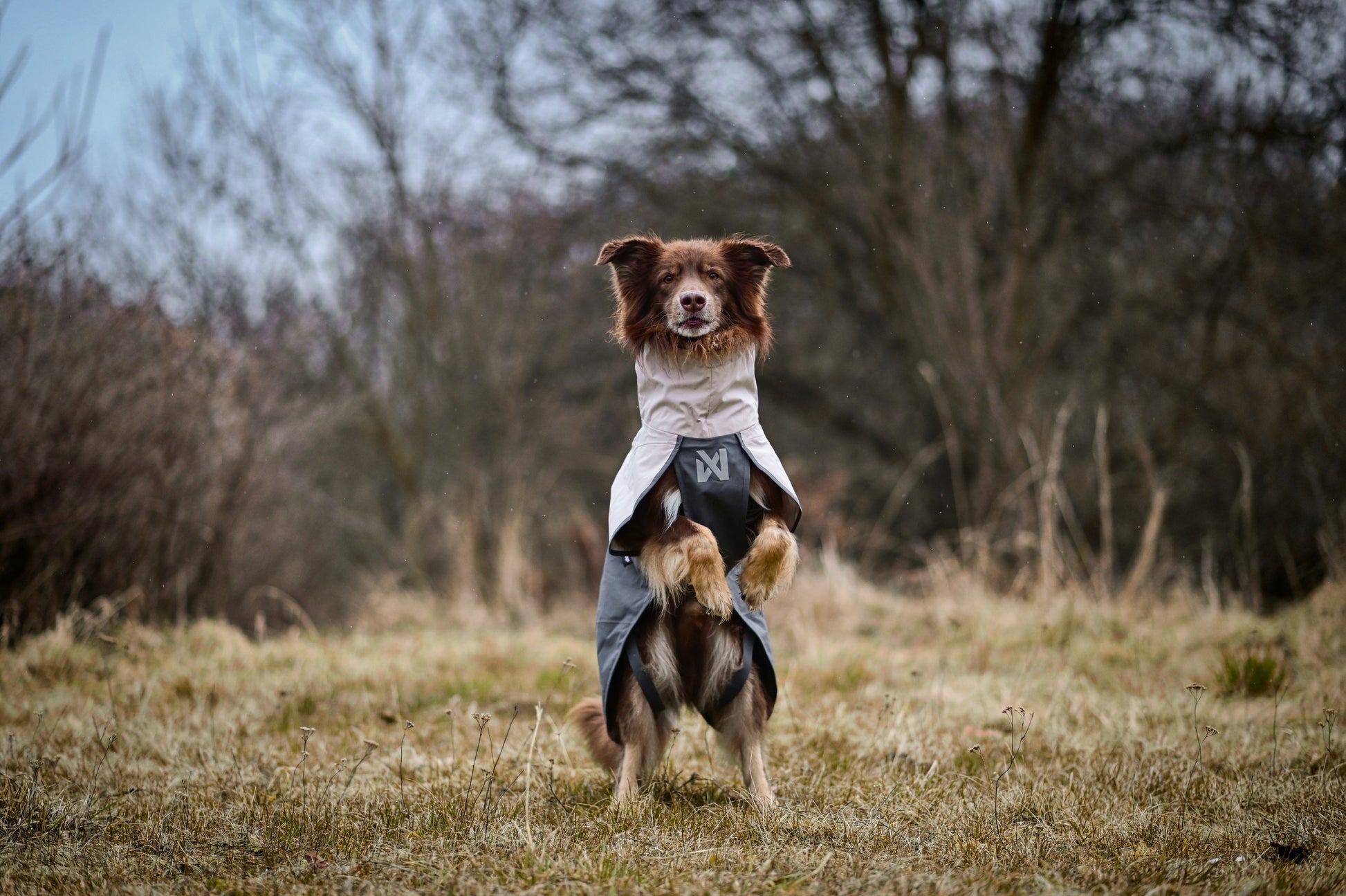 Lifestyle image of the Fjord Jacket 2.0, worn by a brown dog on their hind legs, in a forest background.
