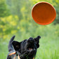 Black dog about to catch a Flying Disc, in a grassy field.