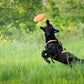 Dog running through a grassy field, about to catch a Flying Disc with their mouth.