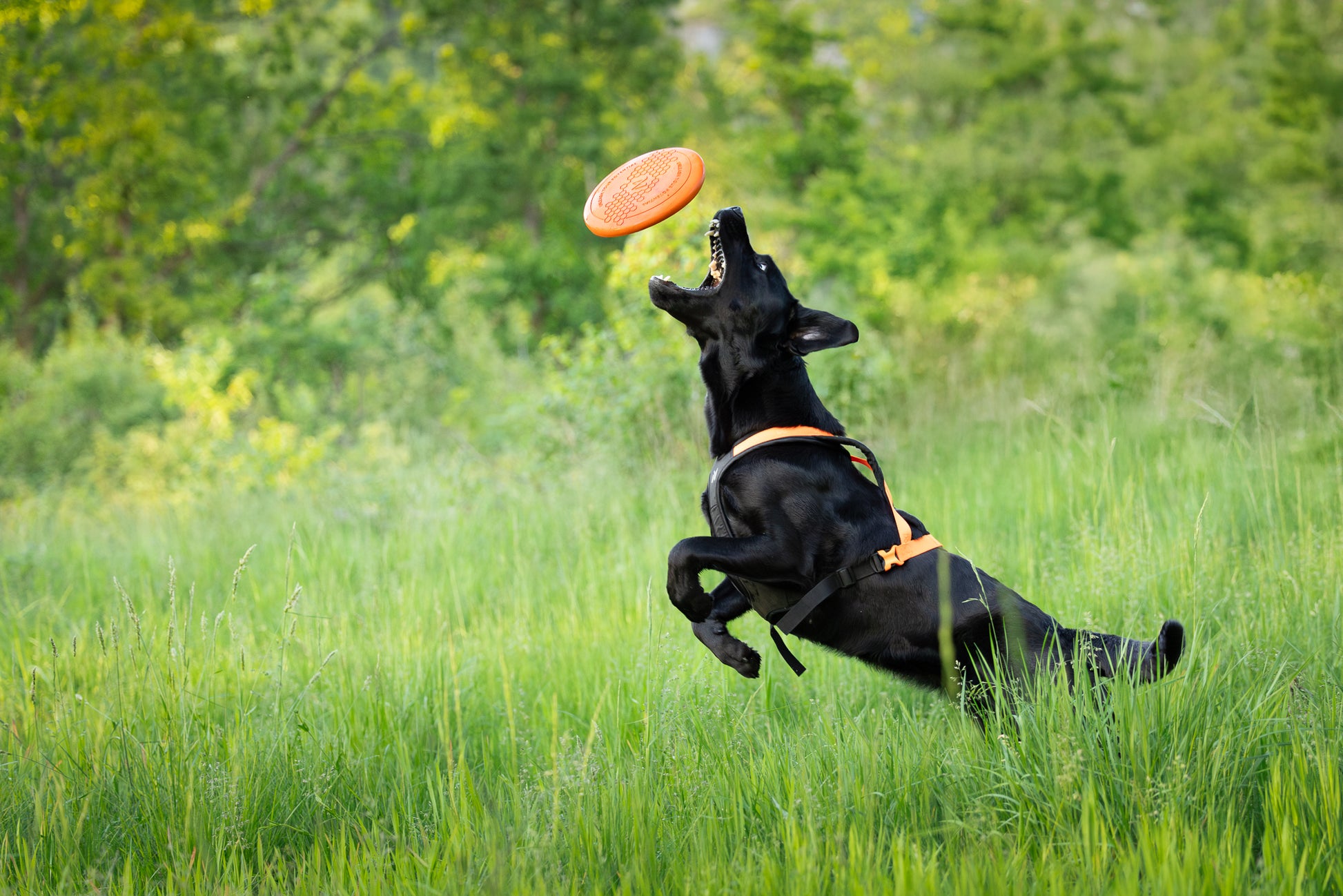 Dog running through a grassy field, about to catch a Flying Disc with their mouth.