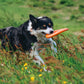 Dog running through a grassy field with a Flying Disc in their mouth.