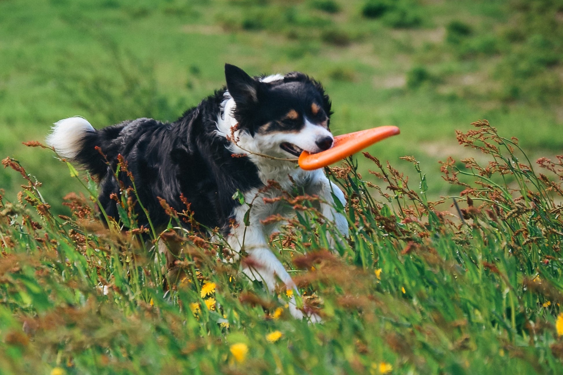 Dog running through a grassy field with a Flying Disc in their mouth.