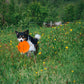 Dog running through a grassy field holding an orange Flying Disc.
