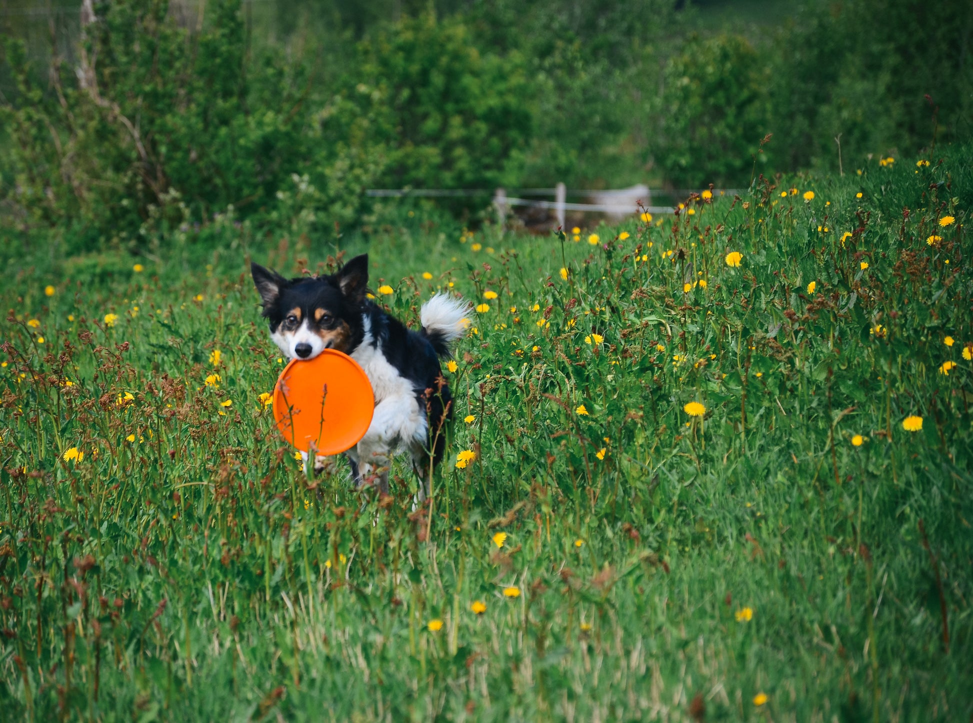 Dog running through a grassy field holding an orange Flying Disc.