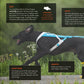 An infographic to show how to wear and fit the Freemotion Harness, showing how to check you have the right size for your dog.