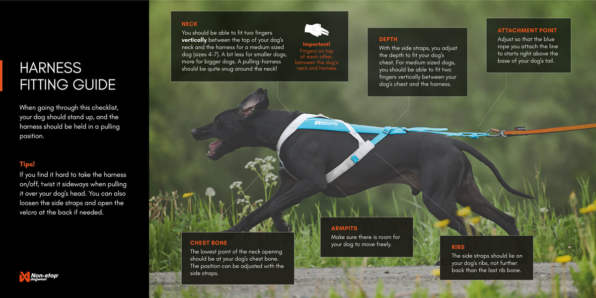 An infographic to show how to wear and fit the Freemotion Harness, showing how to check you have the right size for your dog.