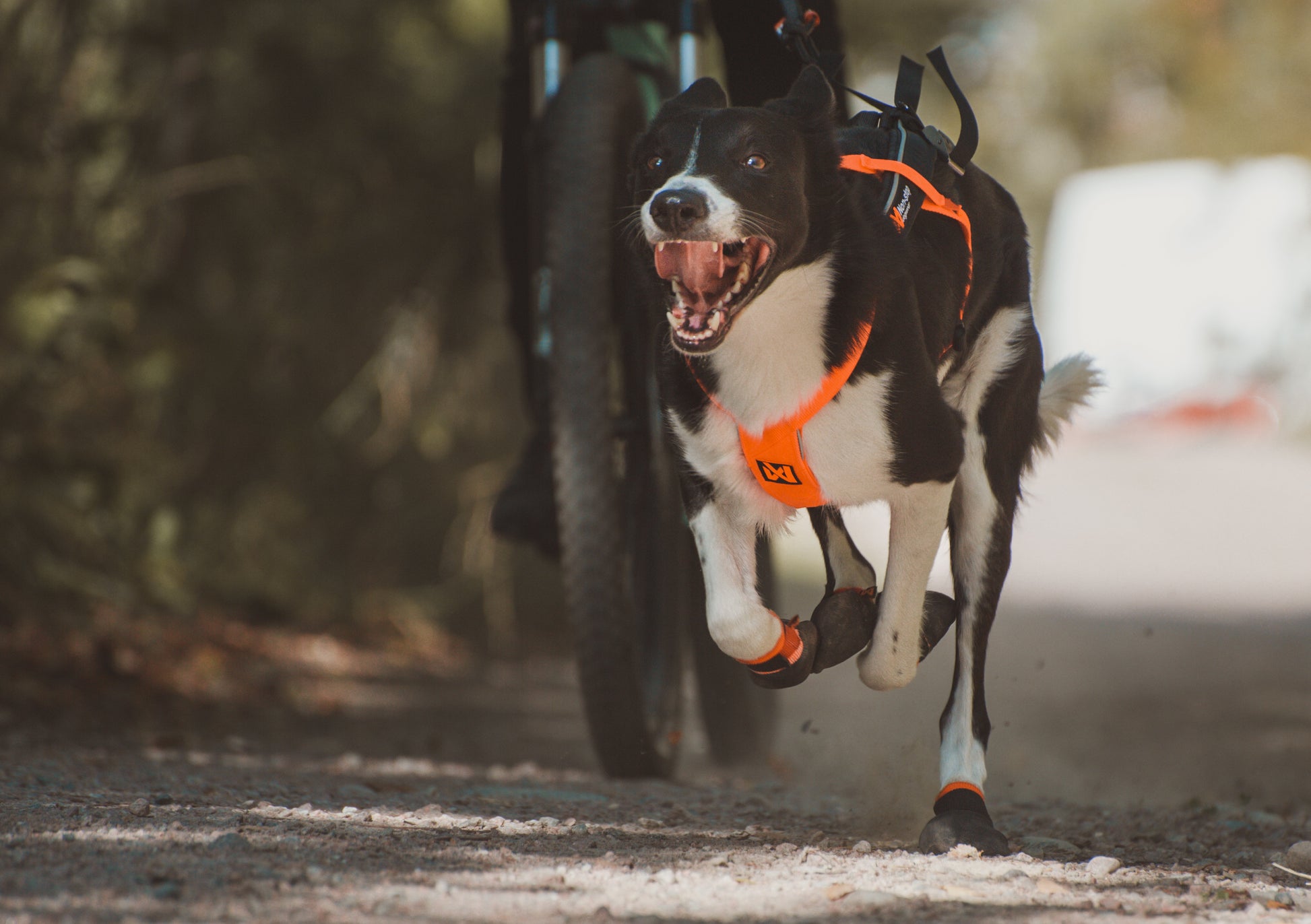 Lifestyle image of a dog running alongside a bike, with their tongue out, wearing the Freemotion Harness v5.