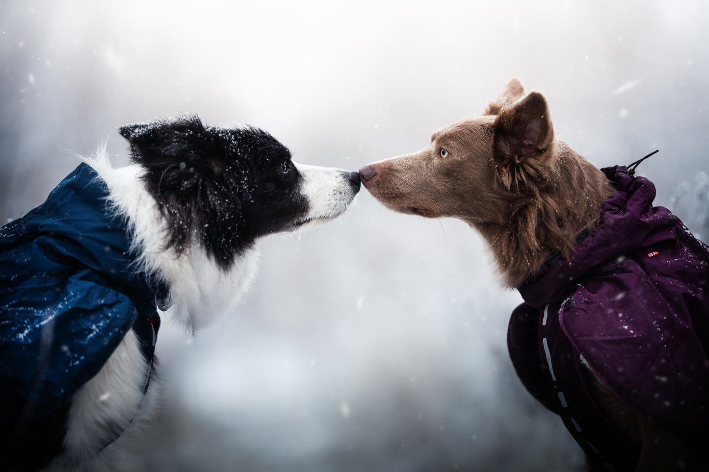 Two dogs in Glacier Jackets, sniffing eachother with a snowy white background behind them.