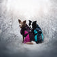 Lifestyle image of the Glacier Jacket v2, a two-tone jacket, with two dogs in a snowy environment.
