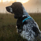 Lifestyle image of the Line Harness v5, worn on a spaniel sitting in a grassy background.