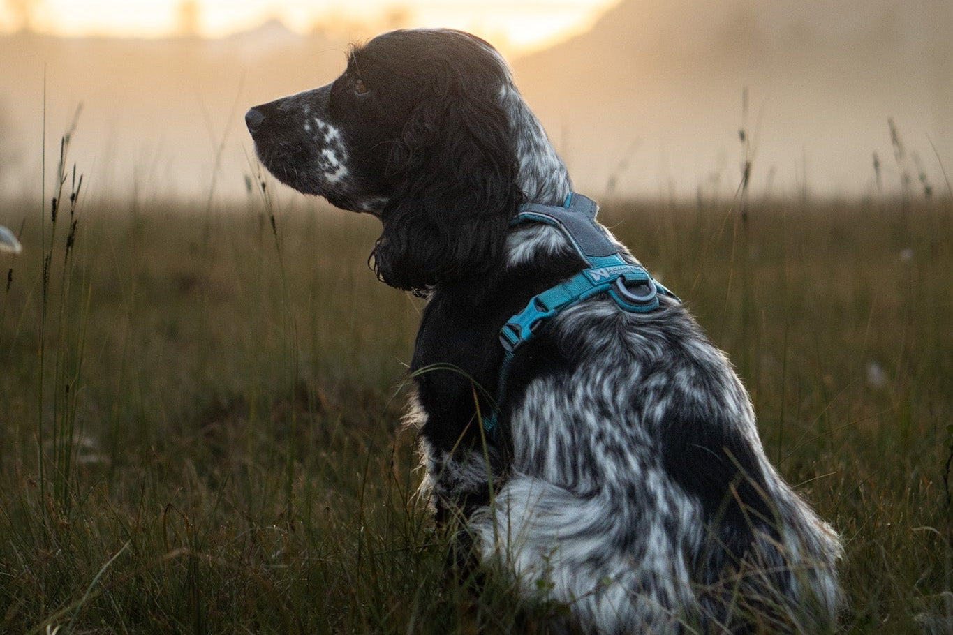 Lifestyle image of the Line Harness v5, worn on a spaniel sitting in a grassy background.