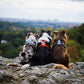 Lifestyle image of the Line Harness v5, worn on a trio of dogs staring into the distance.