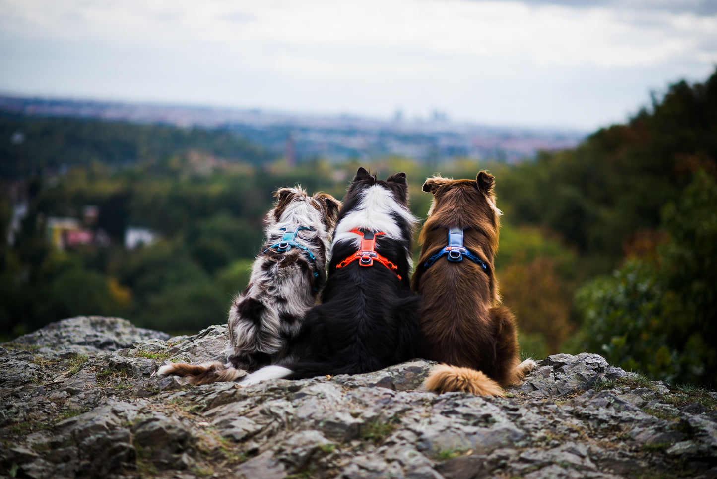 Lifestyle image of the Line Harness v5, worn on a trio of dogs staring into the distance.
