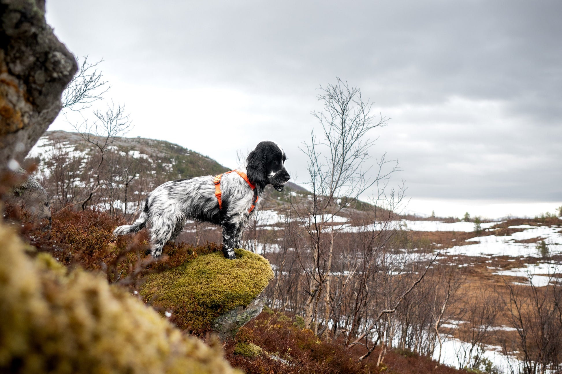 Lifestyle image of the Line Harness v5, worn on a black and white dog staring into the distance.