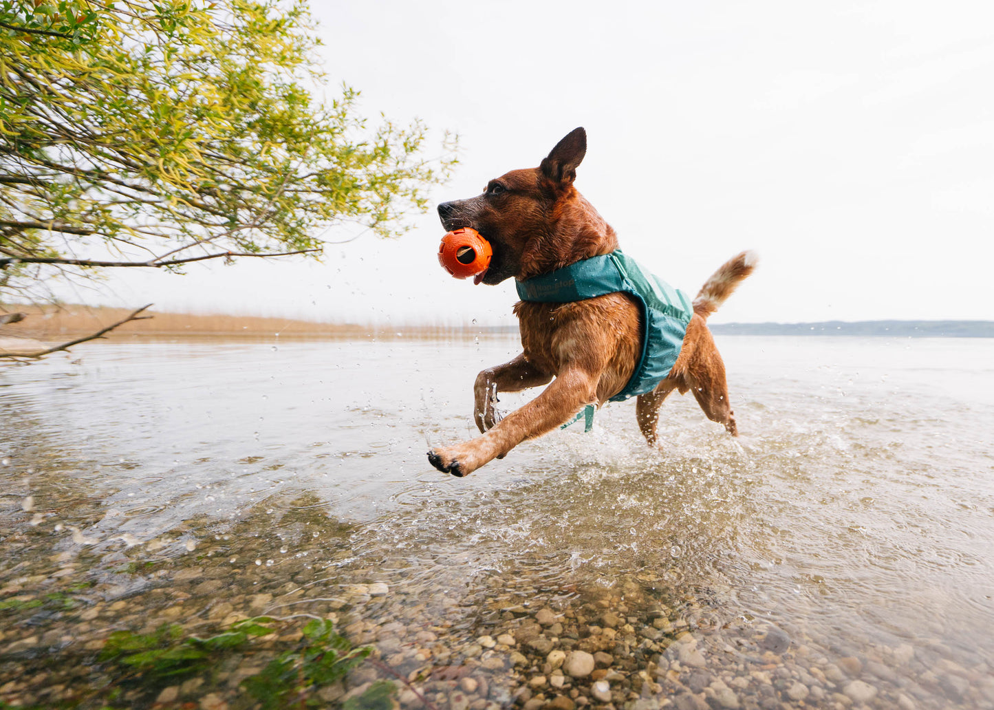 Lifestyle image of the Protector Life Jacket, showing a dog jumping through a river while holding a toy.