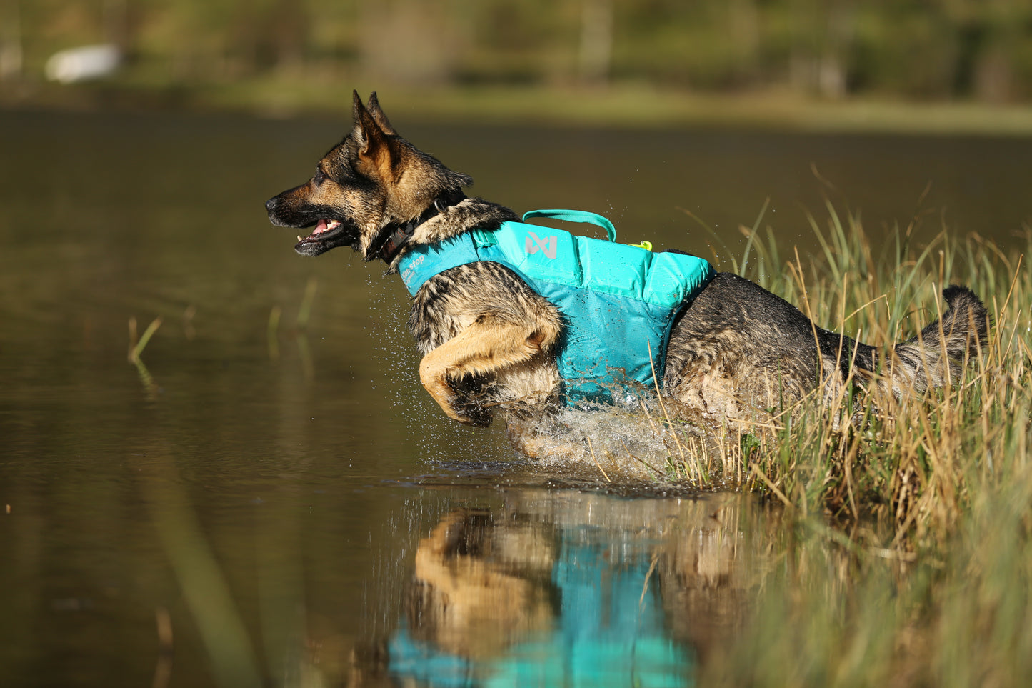Lifestyle image of the Protector Life Jacket, showing a dog bounding through some muddy water and reeds.