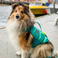 Lifestyle image of the Protector Life Jacket, showing a dog sitting and looking at the camera.