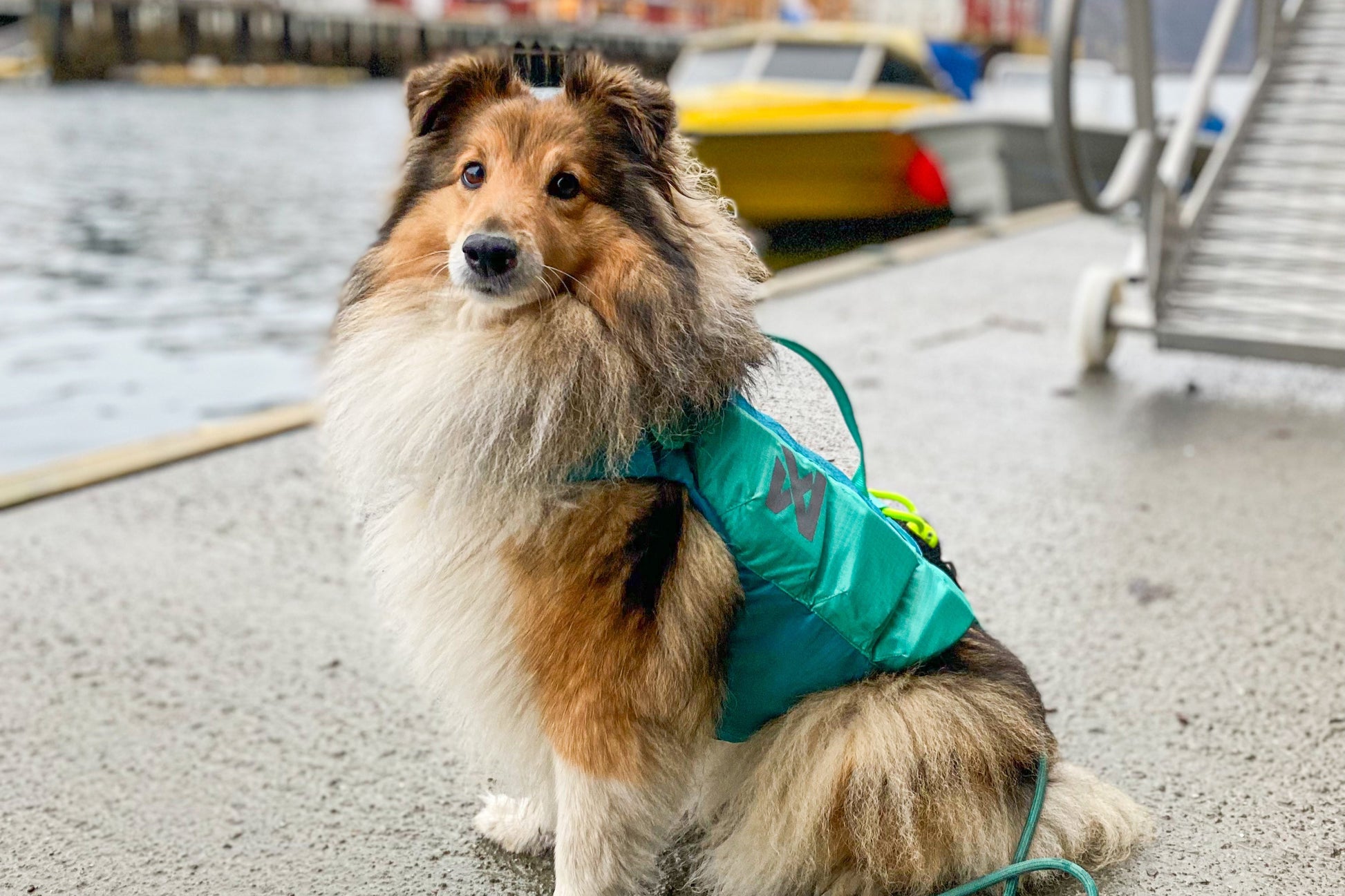 Lifestyle image of the Protector Life Jacket, showing a dog sitting and looking at the camera.