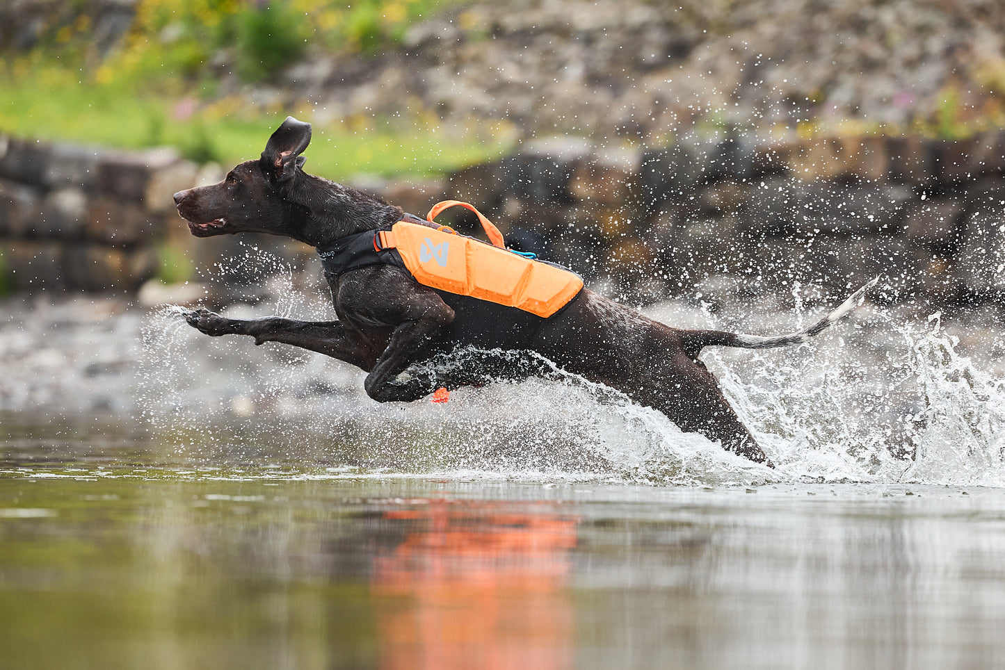 Lifestyle image of the Protector Life Jacket, showing a brown dog bounding through water in front of a rocky background.