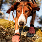 A dog walking over rocky terrain towards the camera, wearing the Protector Socks.