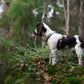 Lifestyle image of the Rachel Pohl Harness, worn on a spaniel looking across a forest.