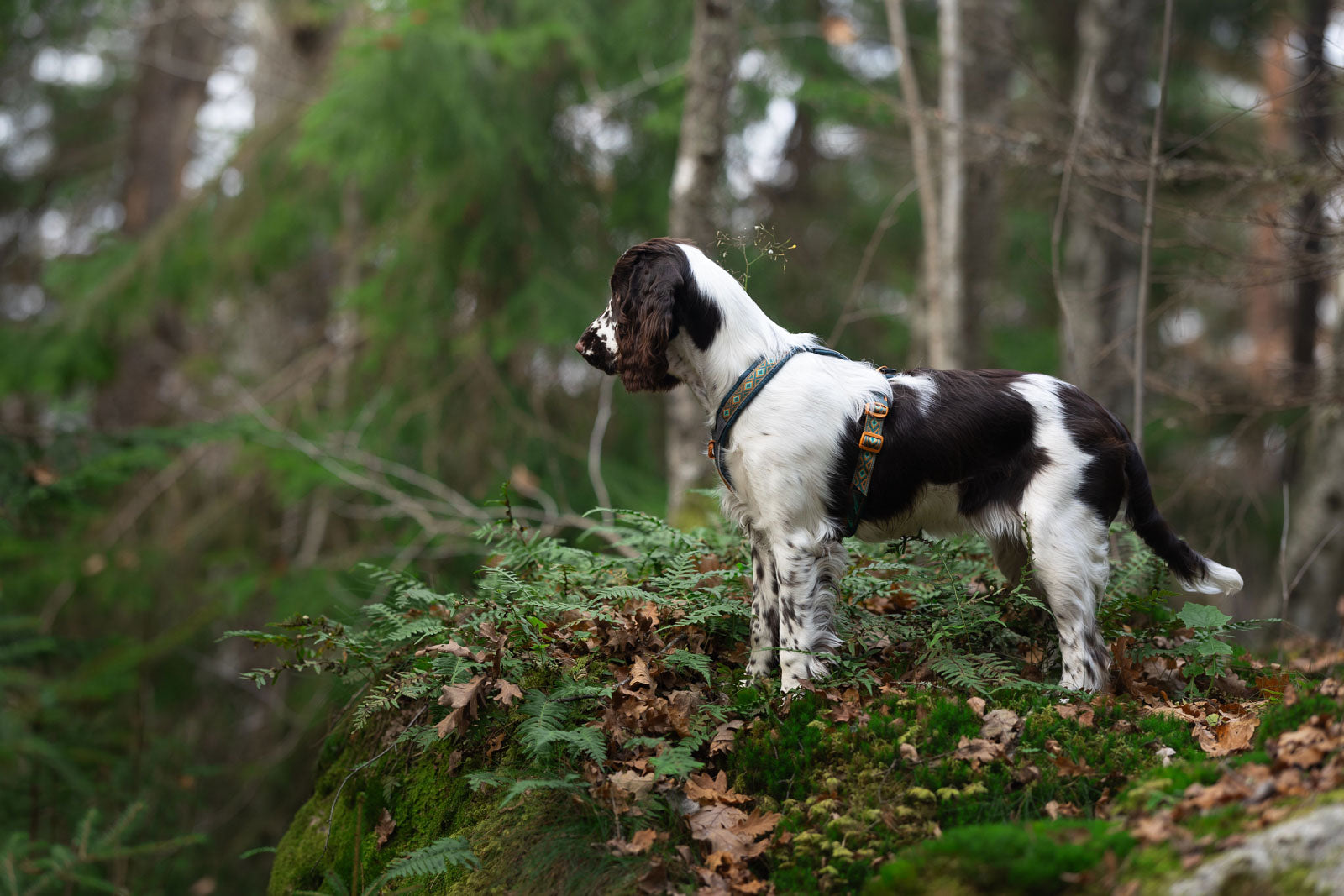 Lifestyle image of the Rachel Pohl Harness, worn on a spaniel looking across a forest.