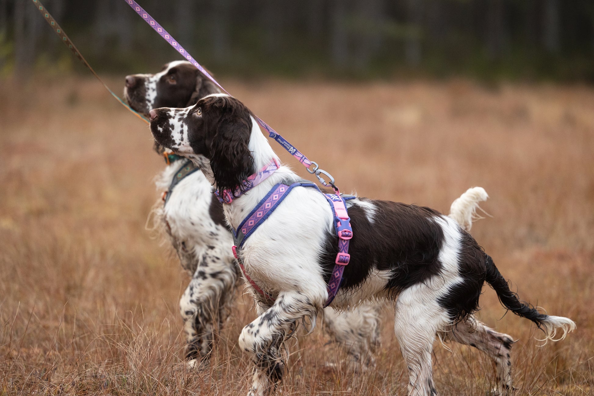 Lifestyle image of the Rachel Pohl Harness, worn by a two spaniels in a grassy field.