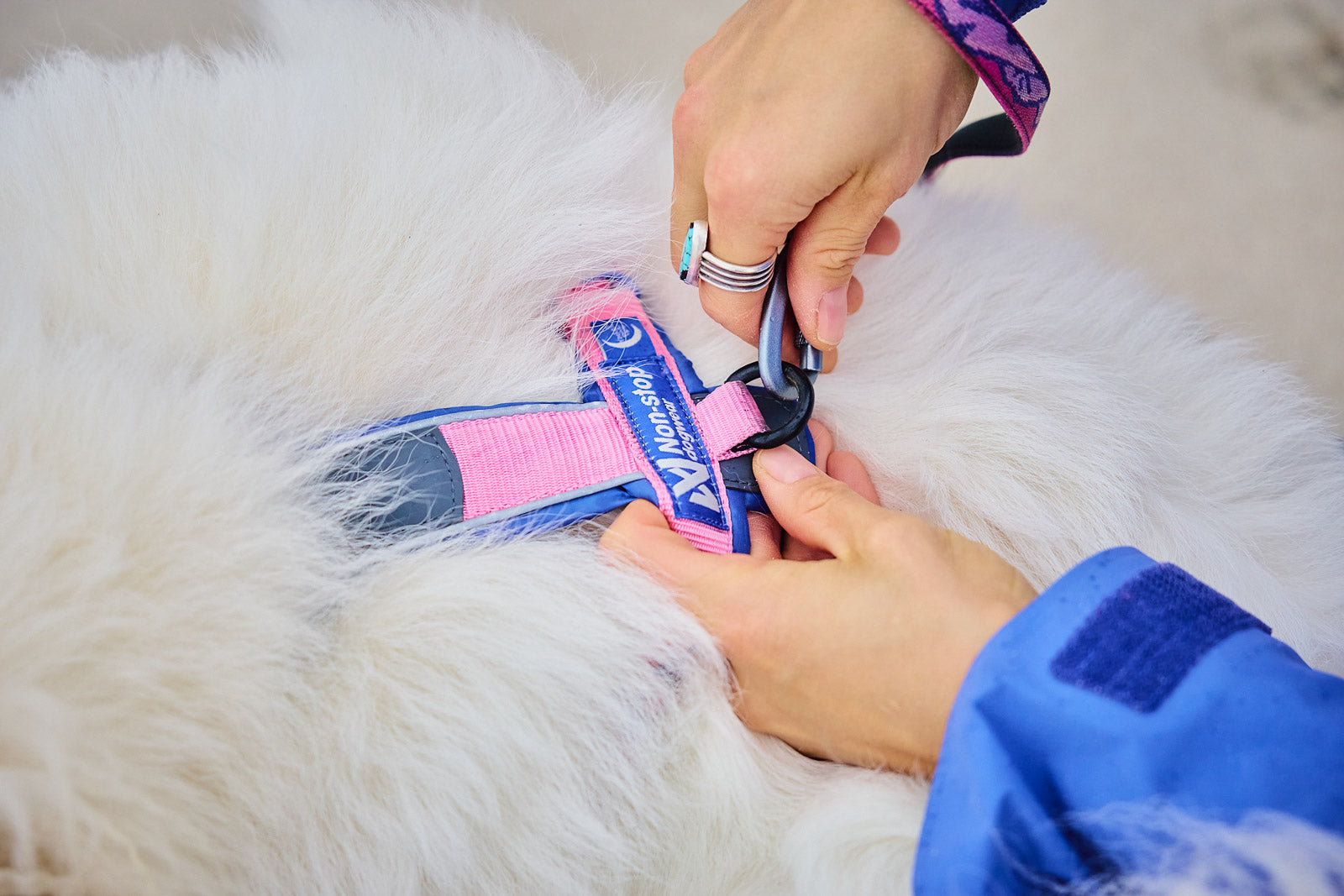 Lifestyle image of the Rachel Pohl Harness, with a matching lead being attached to it. On a white fluffy dog.