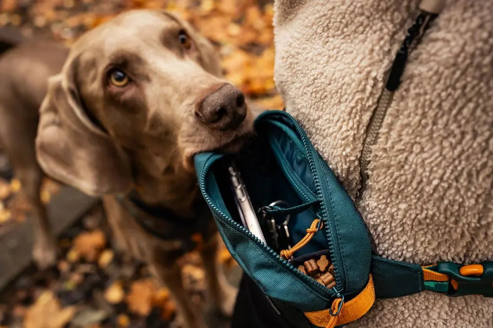 Lifestyle image of the Rachel Pohl Trail Quest Storage Pack, showing the interior of the bag with treats inside, and a dog waiting for treats, against a leafy background.