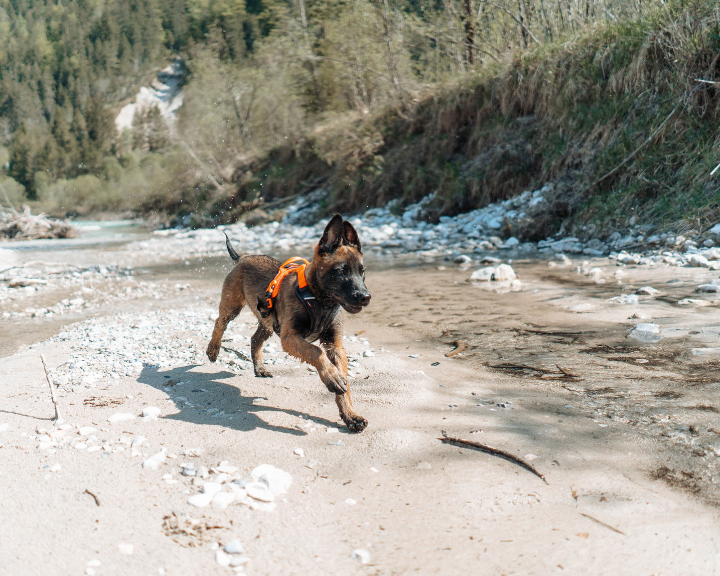 Lifestyle image of the Ramble Harness, showing a puppy running along a sandy floor.