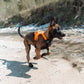 Lifestyle image of the Ramble Harness, showing a puppy running along a sandy floor.